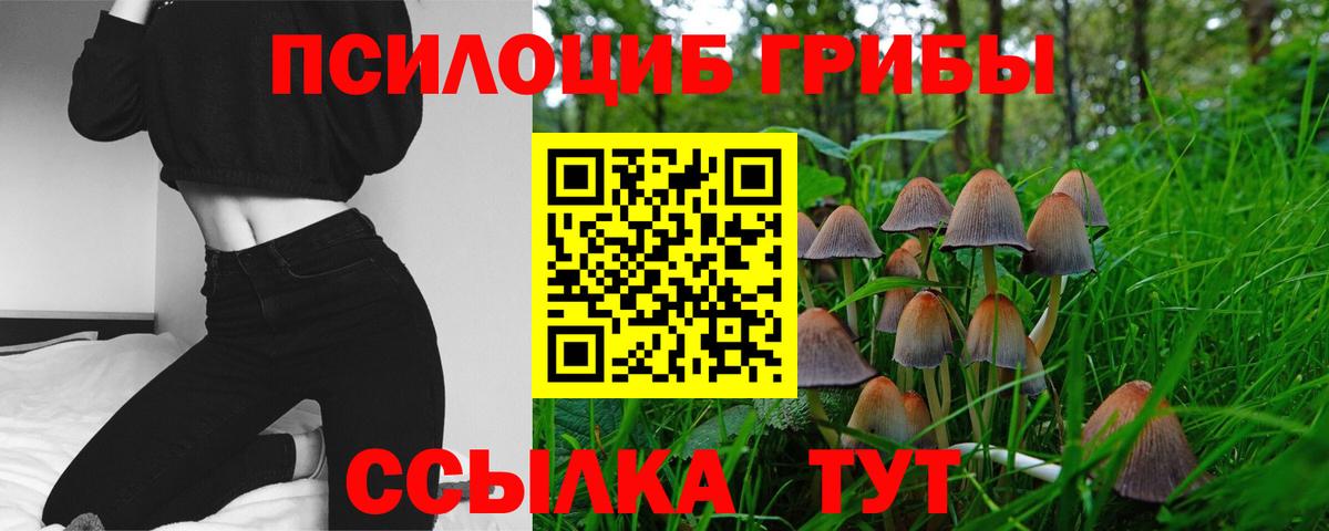 Псилоцибиновые грибы Cubensis Брянск